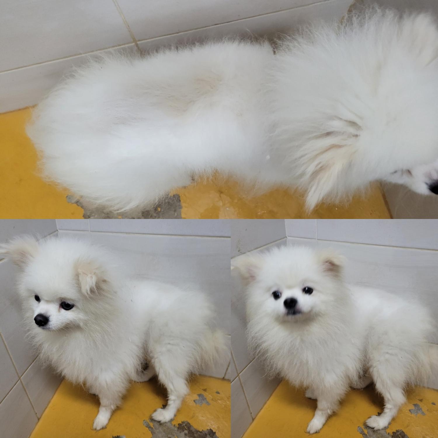 논산시 동물보호센터_444454202300789